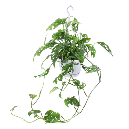 Monstera v závěsném květináči