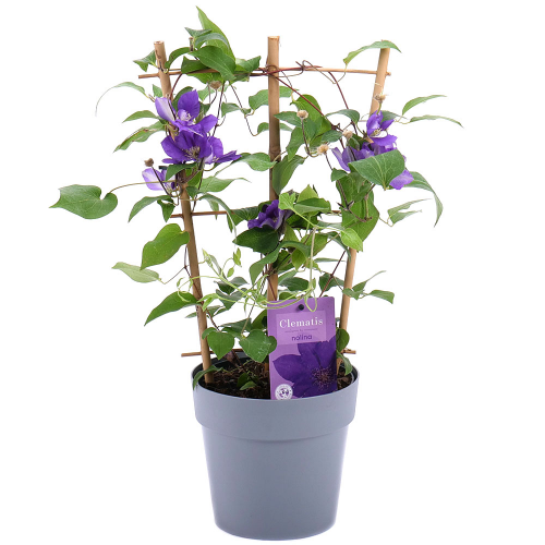Clematis v plastovém obalu
