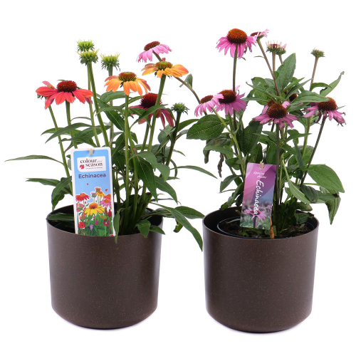 Duo echinacea v plastovém obalu