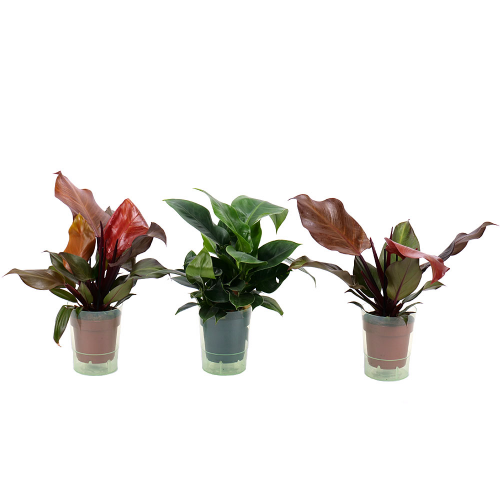 Trio philodendron v plastovém obalu