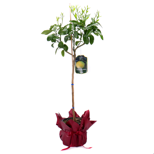 Grapefruit v plastovom obale