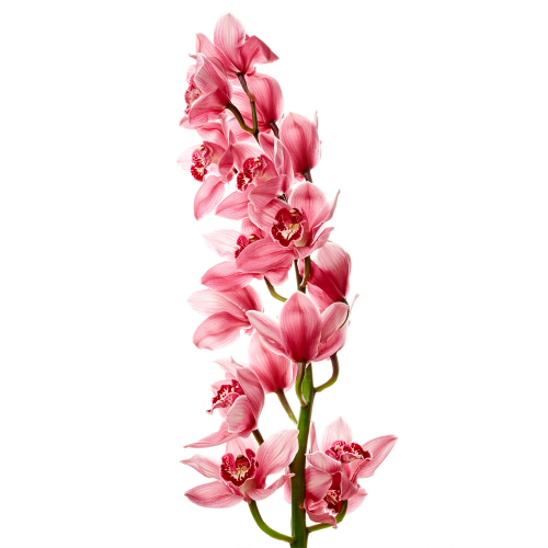 Cymbidium bordó řez