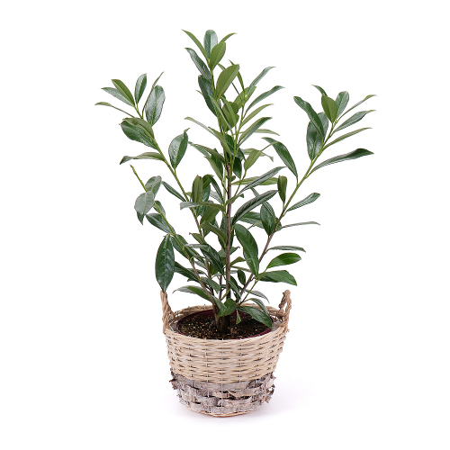 Prunus v proutěném obalu