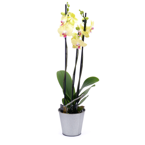 Žlutá orchidej v plechovém obalu