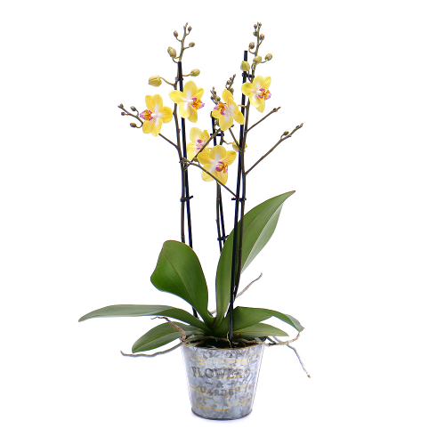 Žlutá orchidej v plechovém obalu