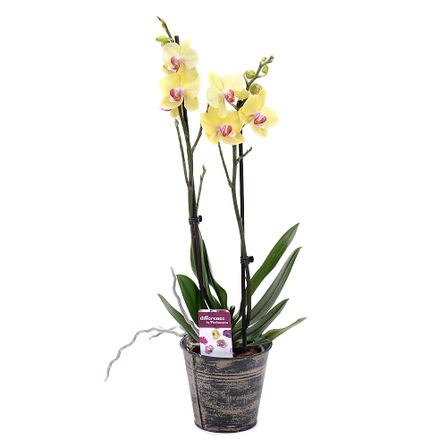 Žlutá orchidej v plechovém obalu