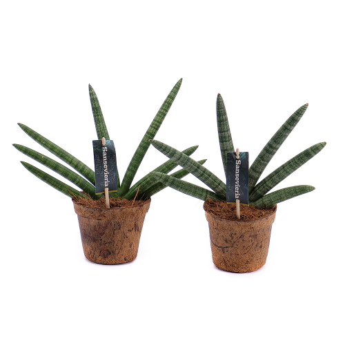 Duo sansevieria v přírodním obalu