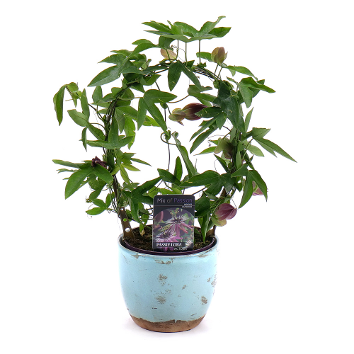 Passiflora v keramickém obalu