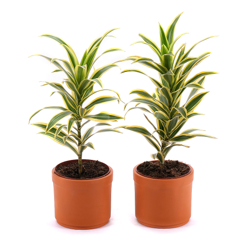Duo dracena v hliněném obalu