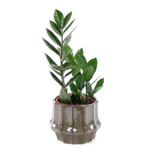 Zamioculcas v keramickém obalu