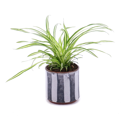 Chlorophytum v keramickém obalu