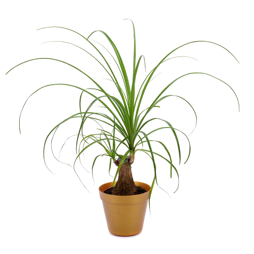 Nolina v plastovém obalu